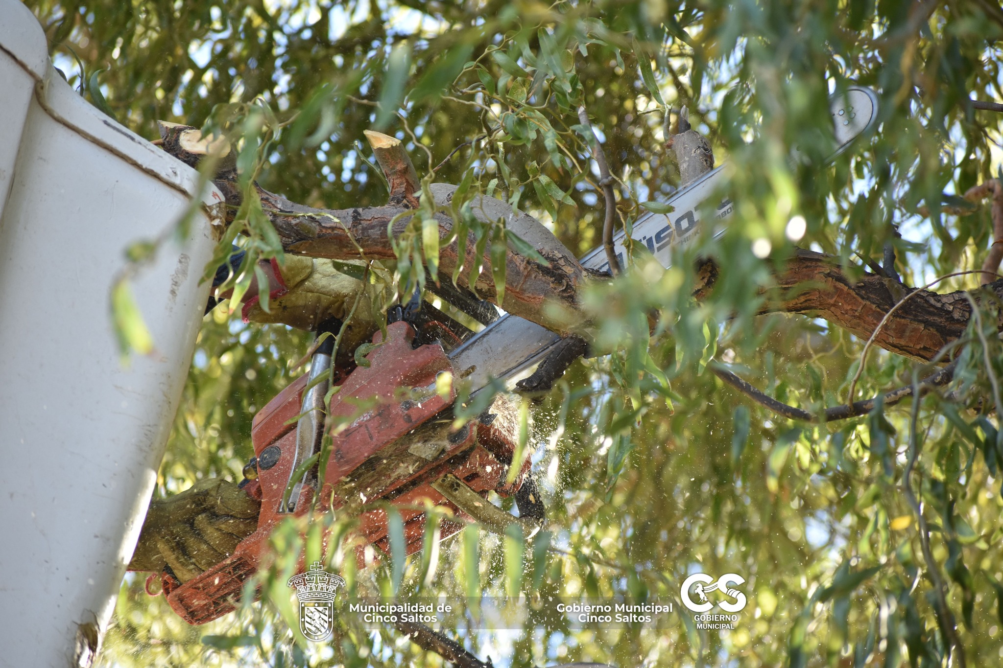 Trabajos de liberación de luminarias y poda preventiva en la ciudad